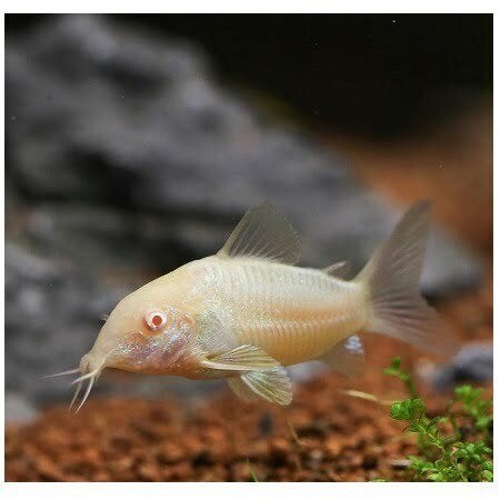 6x corry dora,s albino gaan samen weg  4cm scholenvis, Vis, Zoetwatervis, Schoolvis