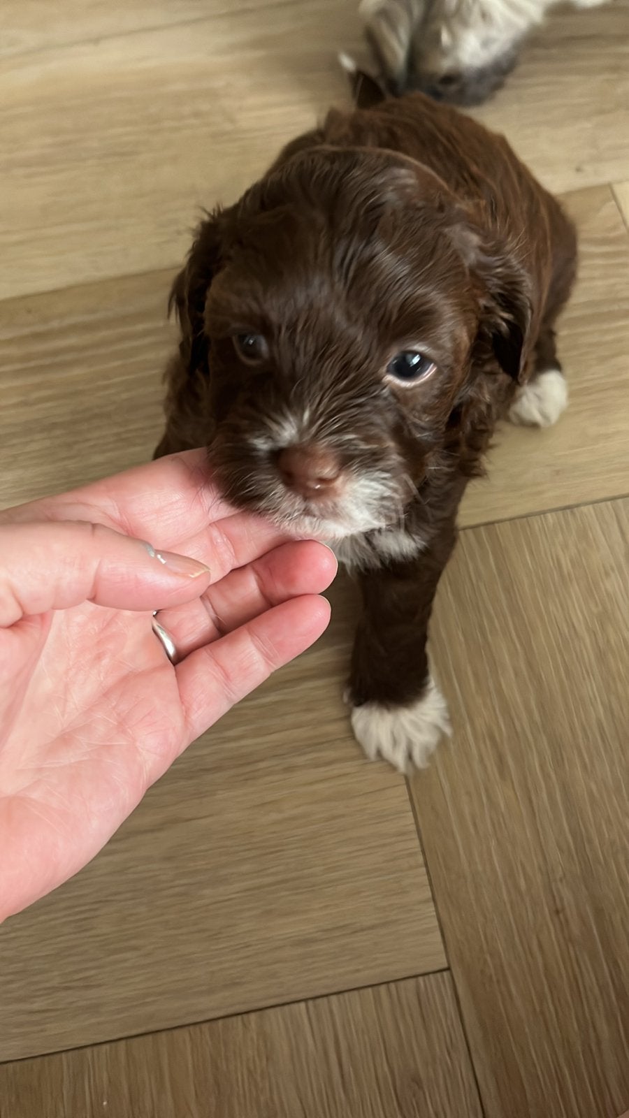 Puppy’s, Dieren en Toebehoren, Honden | Niet-rashonden, 8 tot 15 weken, Parvo, Meerdere, Meerdere dieren