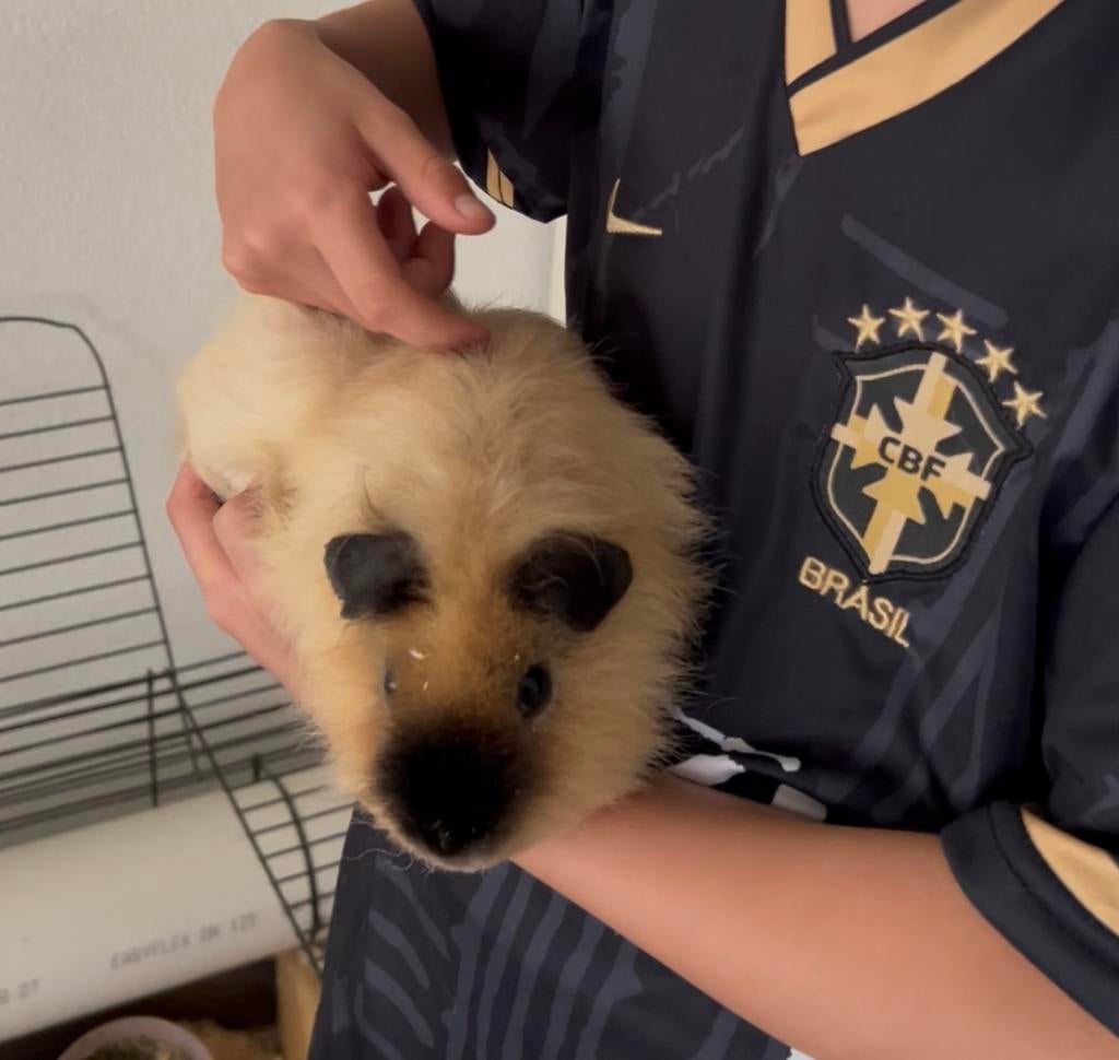 Cavia’s 2x us-teddy met kooien, Cavia, November, Meerdere dieren, Tam
