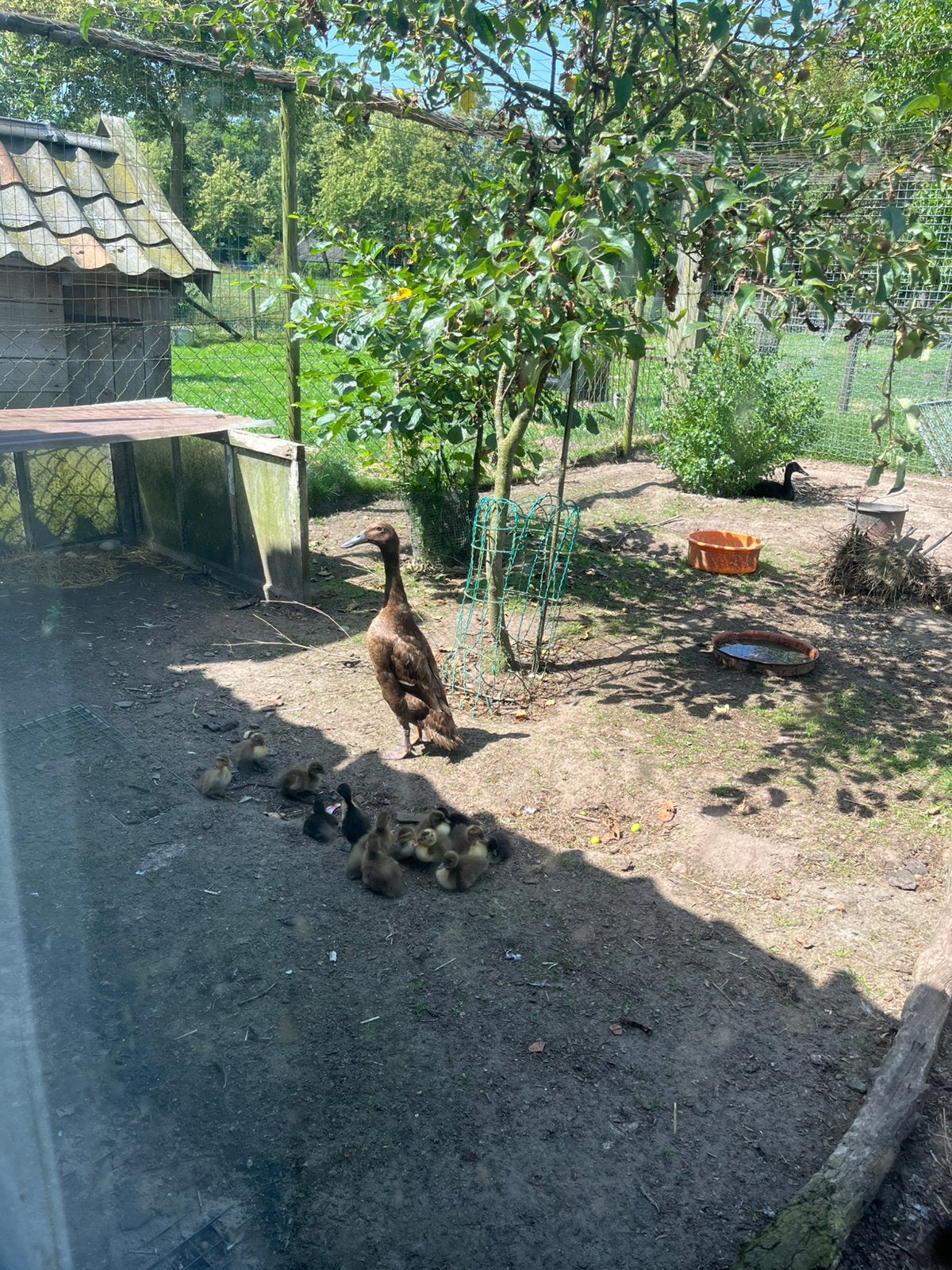 Familie loopeend, Geslacht onbekend, Eend