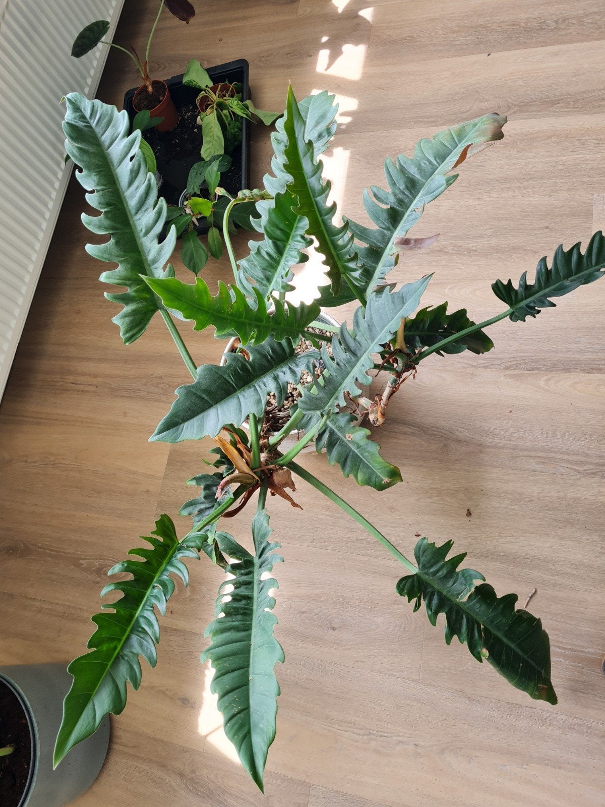 Philodendron narrow op hydrocultuur, Huis en Inrichting, Kamerplanten, Ophalen, Halfschaduw, Minder dan 100 cm