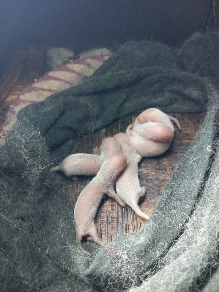 Fretten te koop ( Gereserveerd! Reserve lijst aanwezig ), Dieren en Toebehoren, Overige Dieren, April, Meerdere dieren