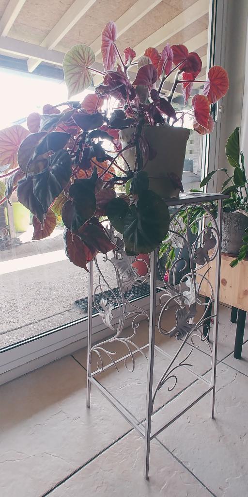 Plantentafel ijzer, Ophalen, Zo goed als nieuw
