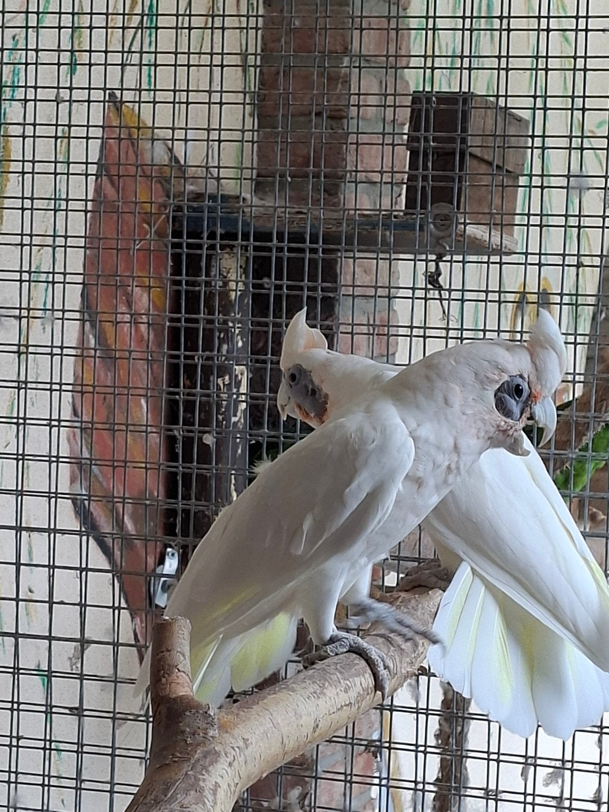 Koppel naakoog kaketoe, Meerdere dieren, Papegaai