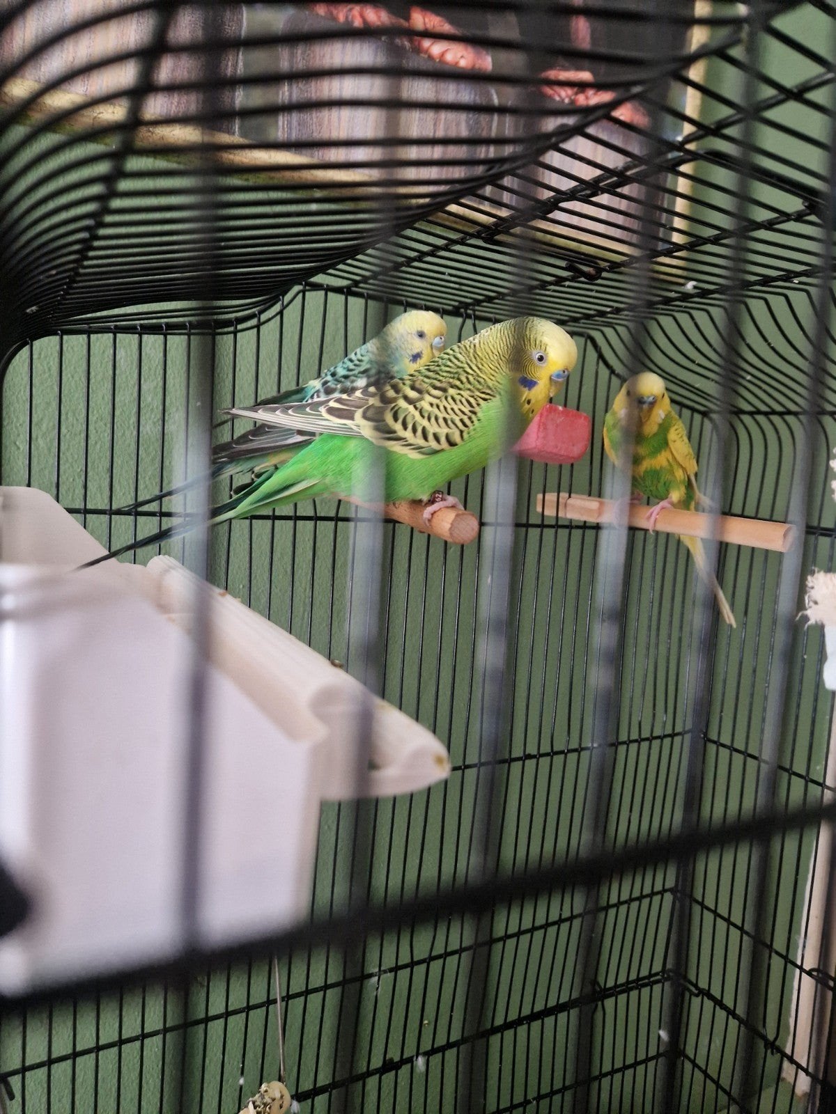3 lieve parkieten met grote kooi, Dieren en Toebehoren, Vogels | Parkieten en Papegaaien, Meerdere dieren, Parkiet