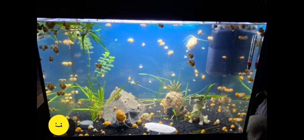 Juwel primo 60 liter, Dieren en Toebehoren, Ophalen, Zo goed als nieuw, Leeg aquarium