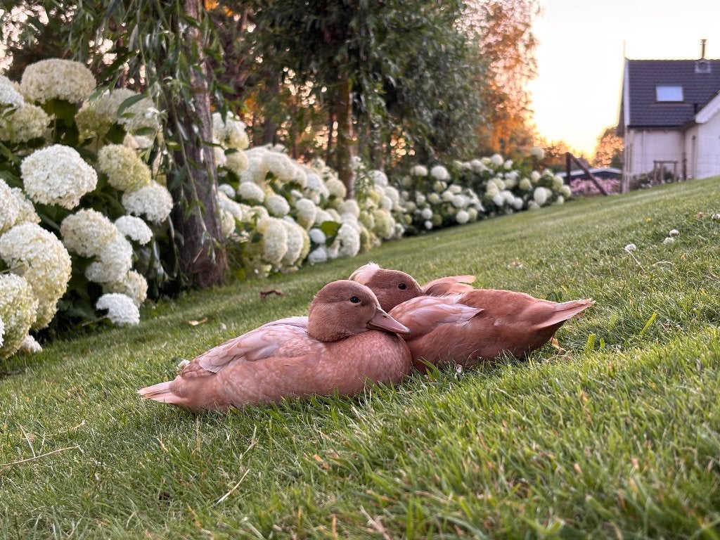 Jonge kwaker eenden - buff / abrikoos kleur, Dieren en Toebehoren, Meerdere dieren, Eend