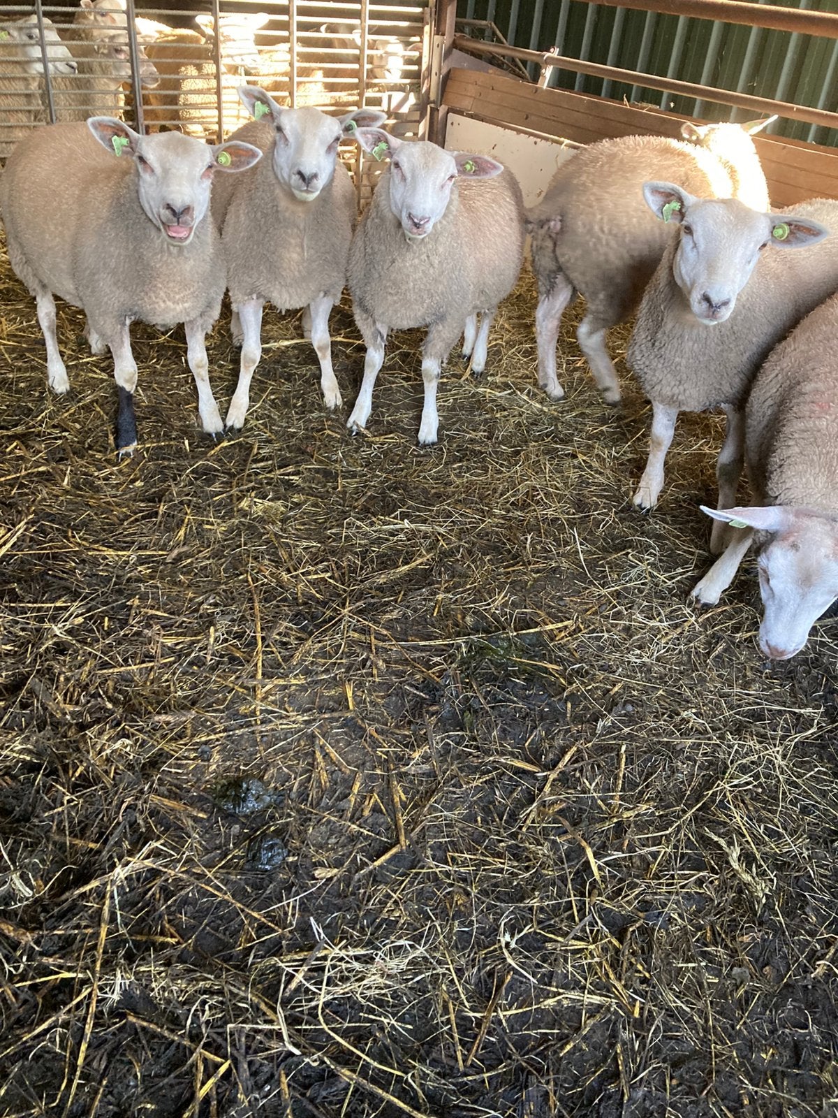 Te koop  14 jonge ooitjes, Dieren en Toebehoren, Schapen, Geiten en Varkens, Vrouwelijk, Schaap