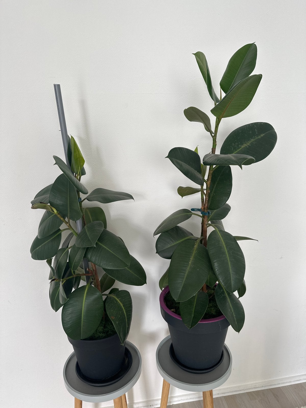 Twee Ficus Elastica (Rubberplant) - Groene Kamerplanten, Huis en Inrichting, Kamerplanten, Ophalen, Ficus, 100 tot 150 cm, Halfschaduw