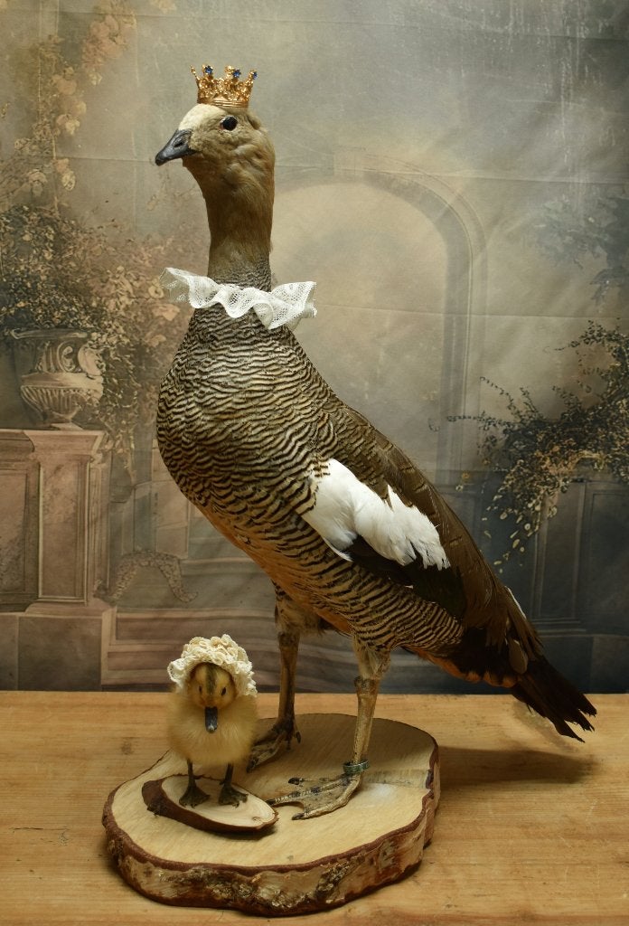 Mooie Knobbel Gans. "Uit Aletta's Tijd", Ophalen of Verzenden