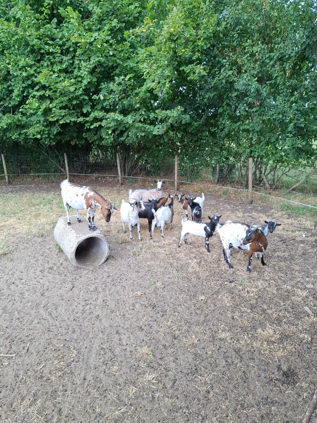 Te koop: mooie dekbokjes., Dieren en Toebehoren, Schapen, Geiten en Varkens, Mannelijk, Geit