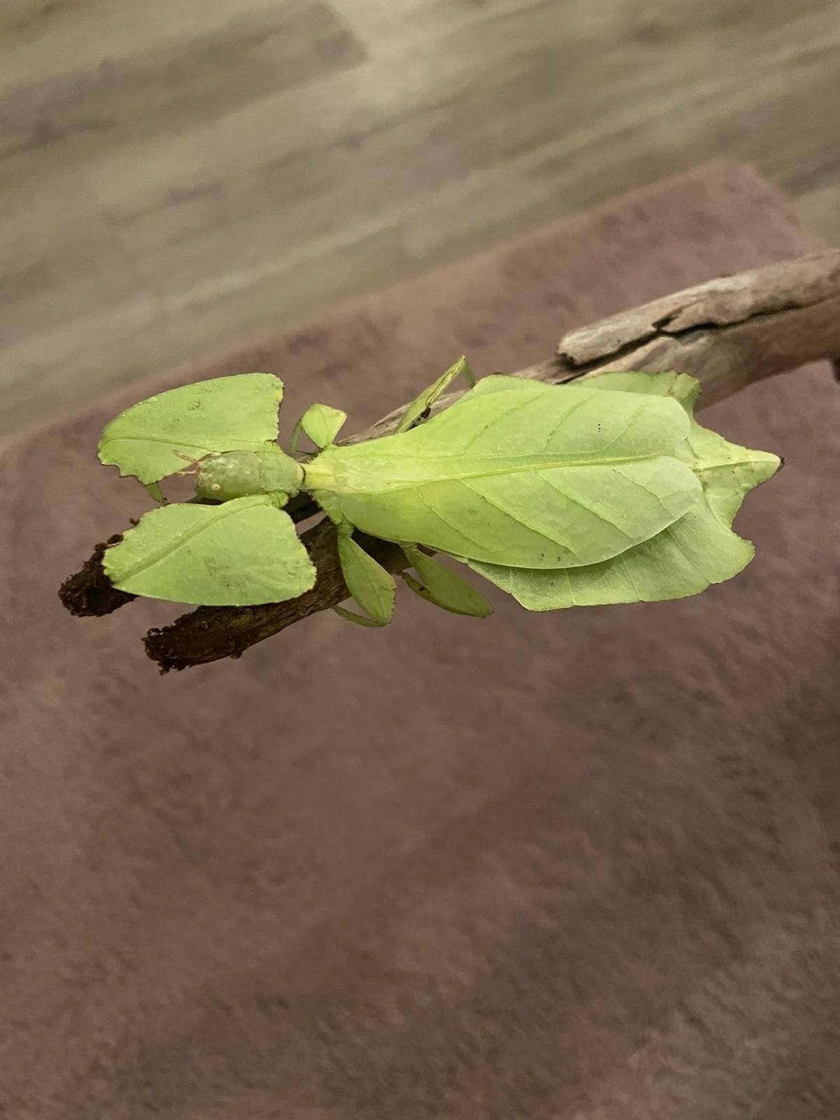 Bladinsecten eitjes (Cryptophyllium Limogesi), Dieren en Toebehoren, Overige soorten