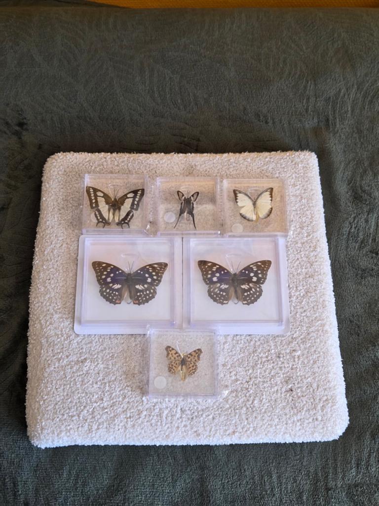 Set van 6 Echte Vlinders in Acryl Blok - Taxidermie, Ophalen of Verzenden