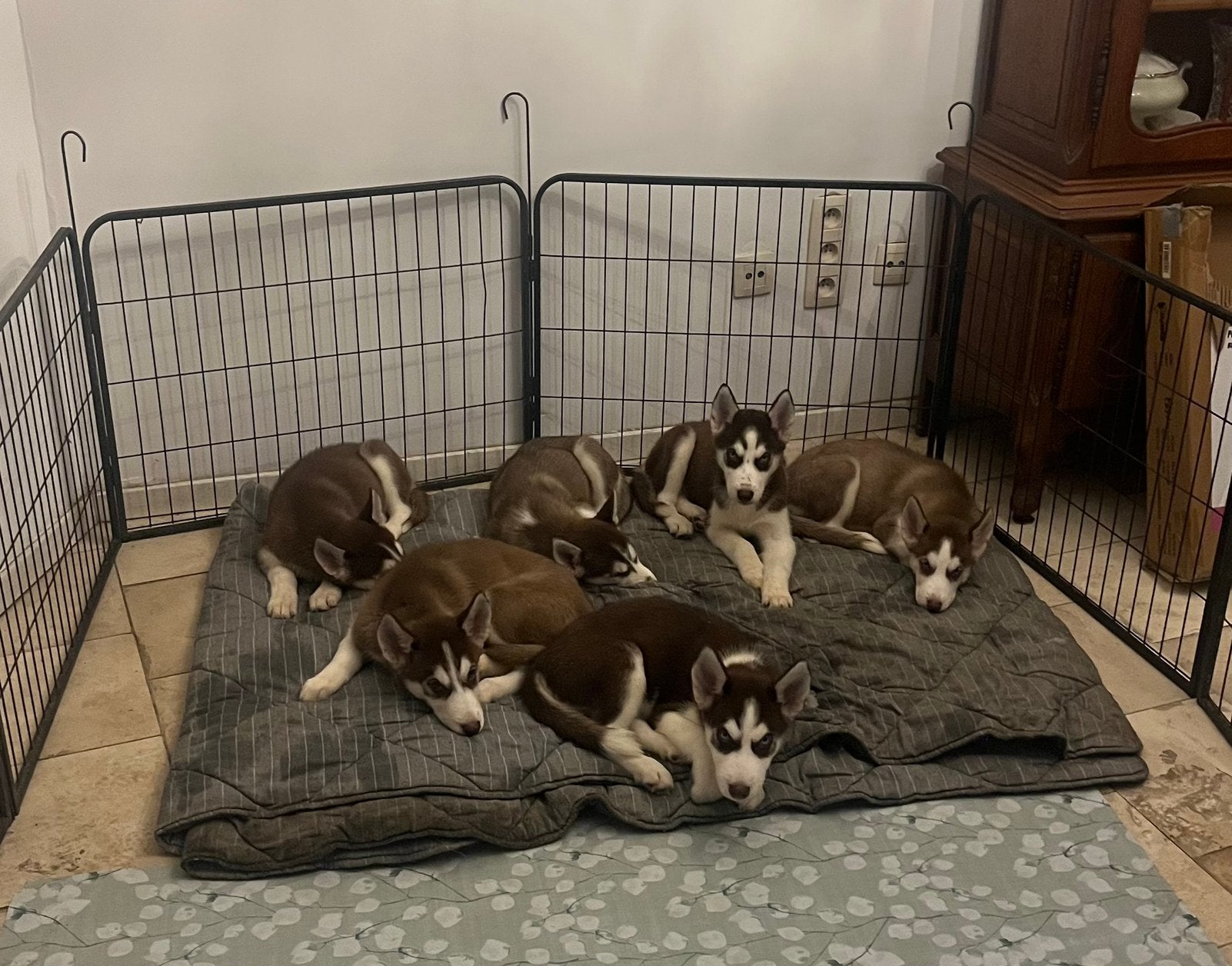 Husky pups, Dieren en Toebehoren, België, Particulier, 8 tot 15 weken, Poolhond