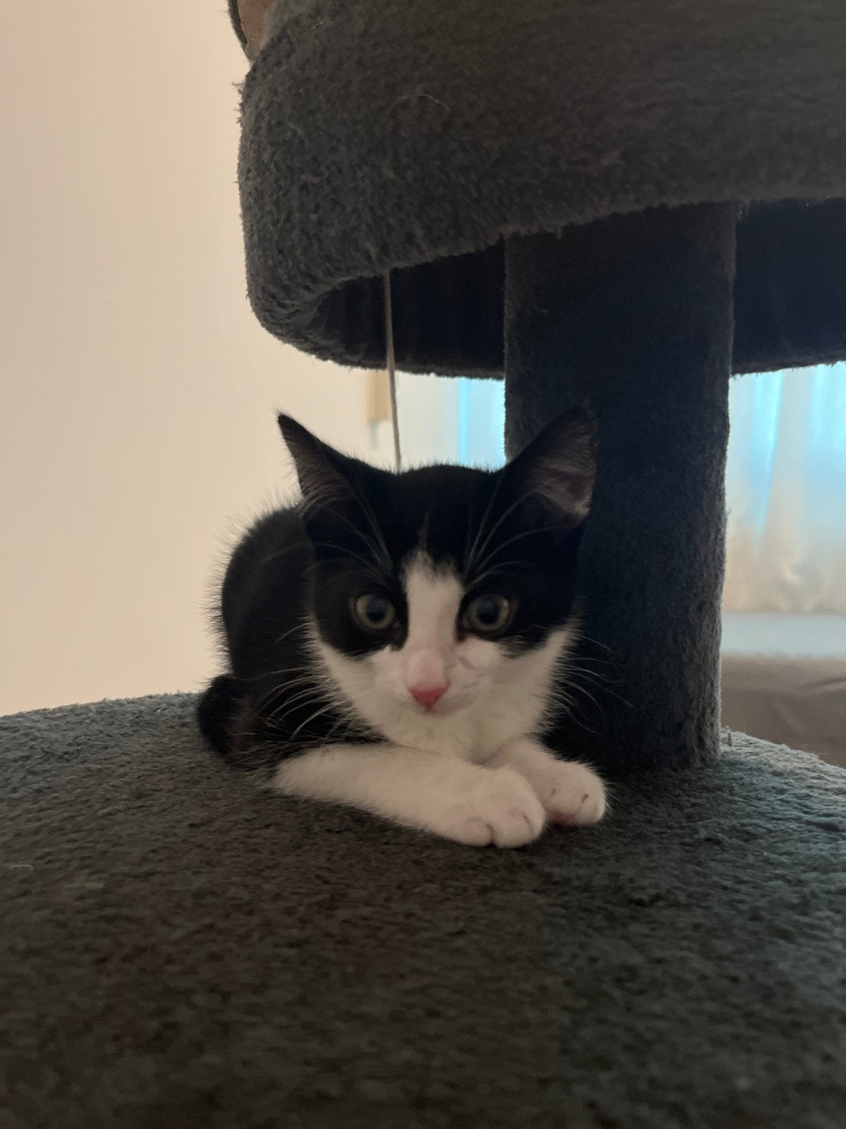 Laatste kitten in het nestje, Meerdere dieren