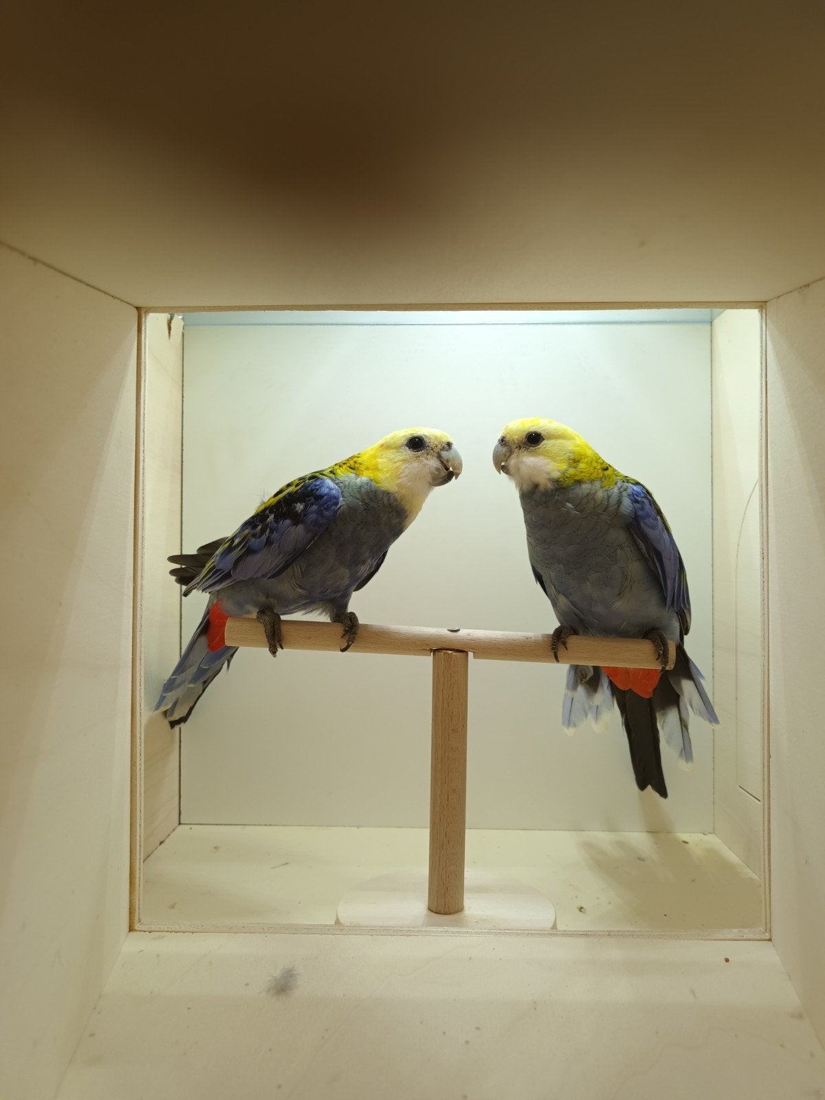 1-1 Bleekkop rosella, Dieren en Toebehoren, Meerdere dieren, Parkiet, Geringd