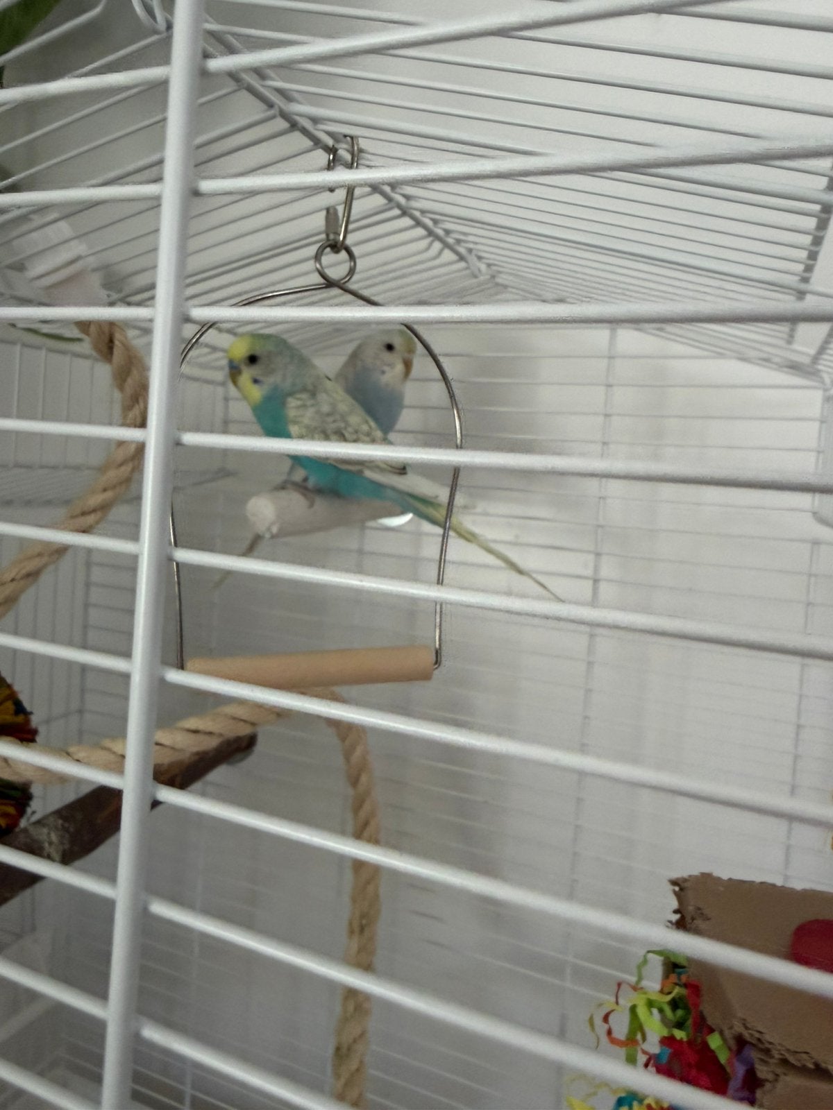 2 Parkietjes met kooi en toebehoren, Ophalen, Zo goed als nieuw, Metaal, Vogelkooi