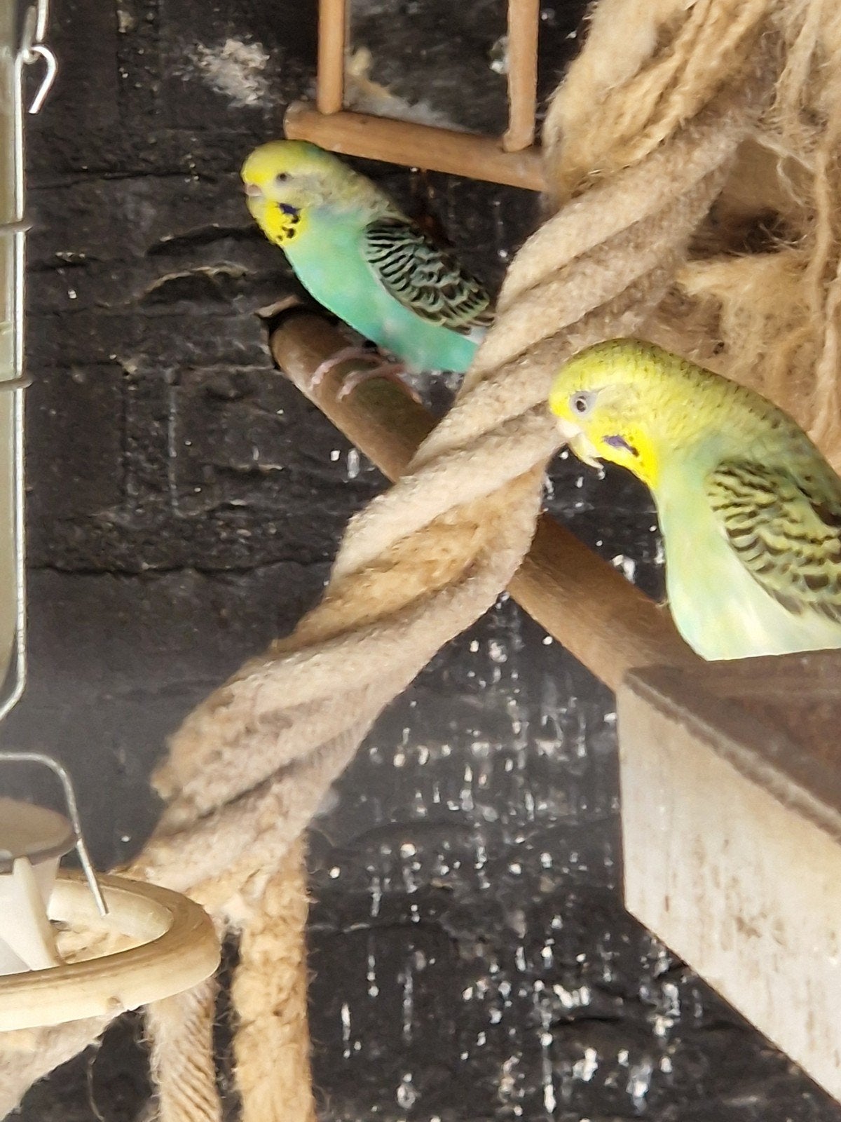 grasparkieten poppen, Dieren en Toebehoren, Vogels | Parkieten en Papegaaien