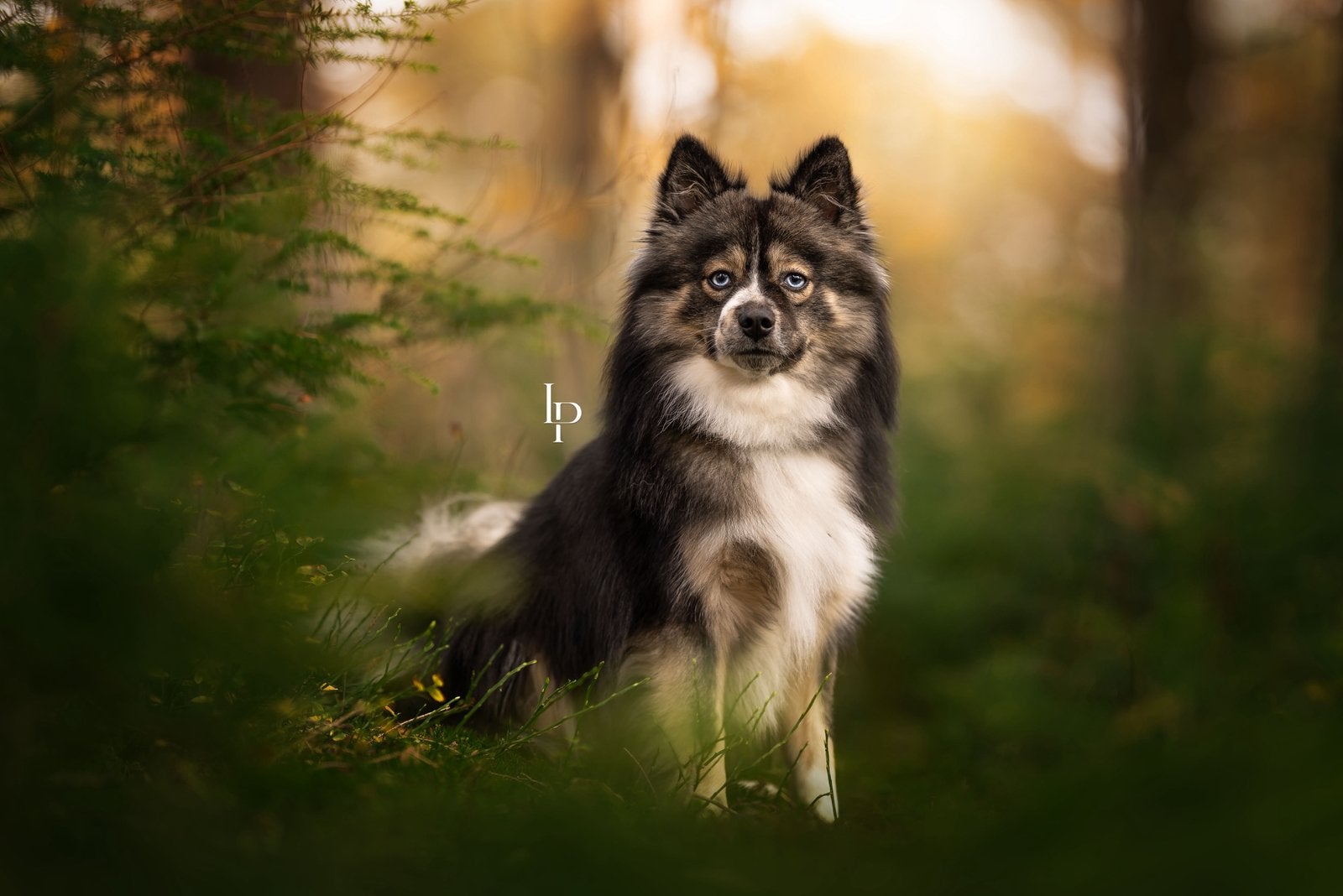 Pomsky dekreu, Dieren en Toebehoren, 1 tot 2 jaar, Parvo, Eén hond, Nederland