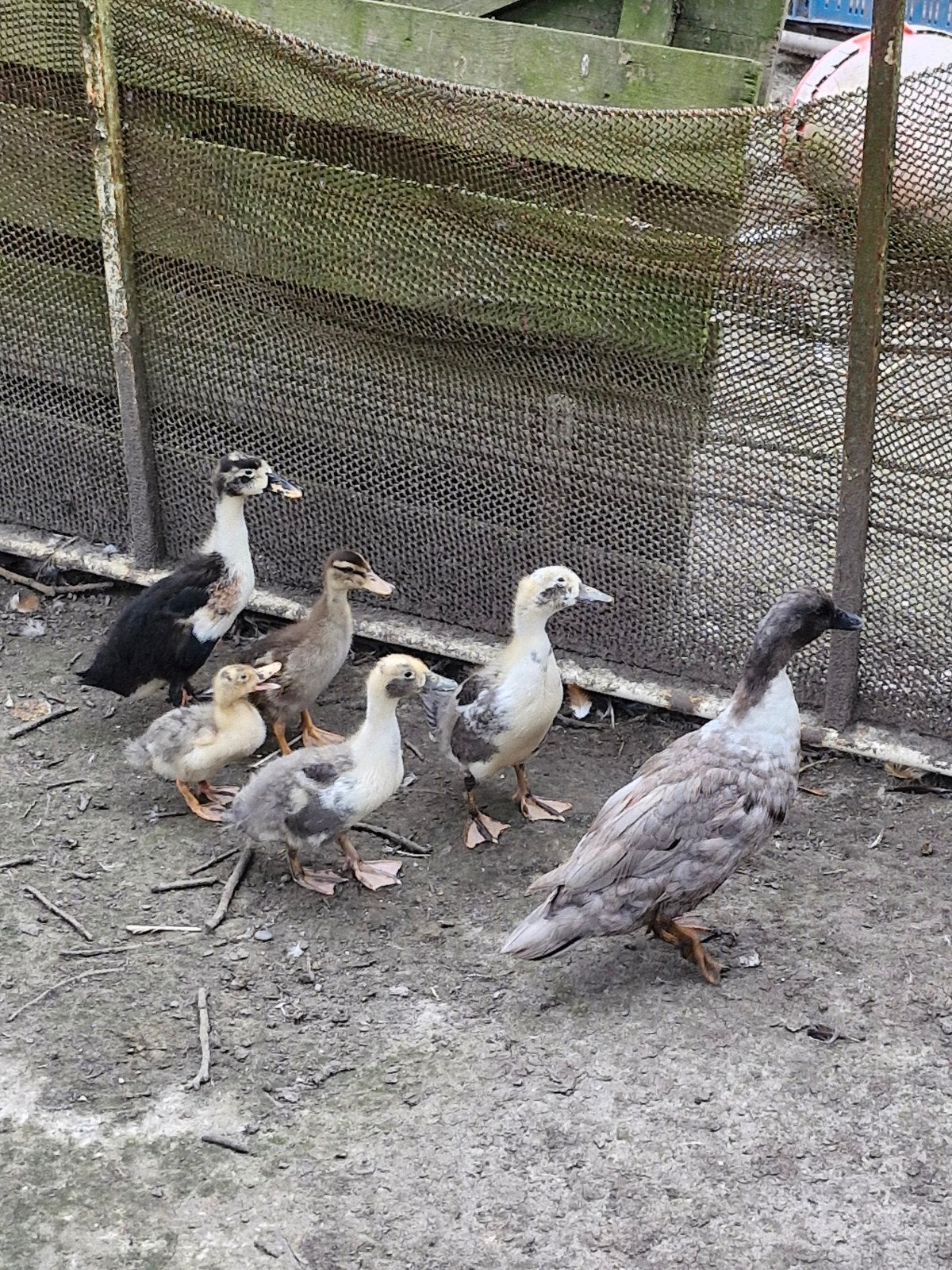 Jonge eenden., Dieren en Toebehoren, Pluimvee, Meerdere dieren, Eend