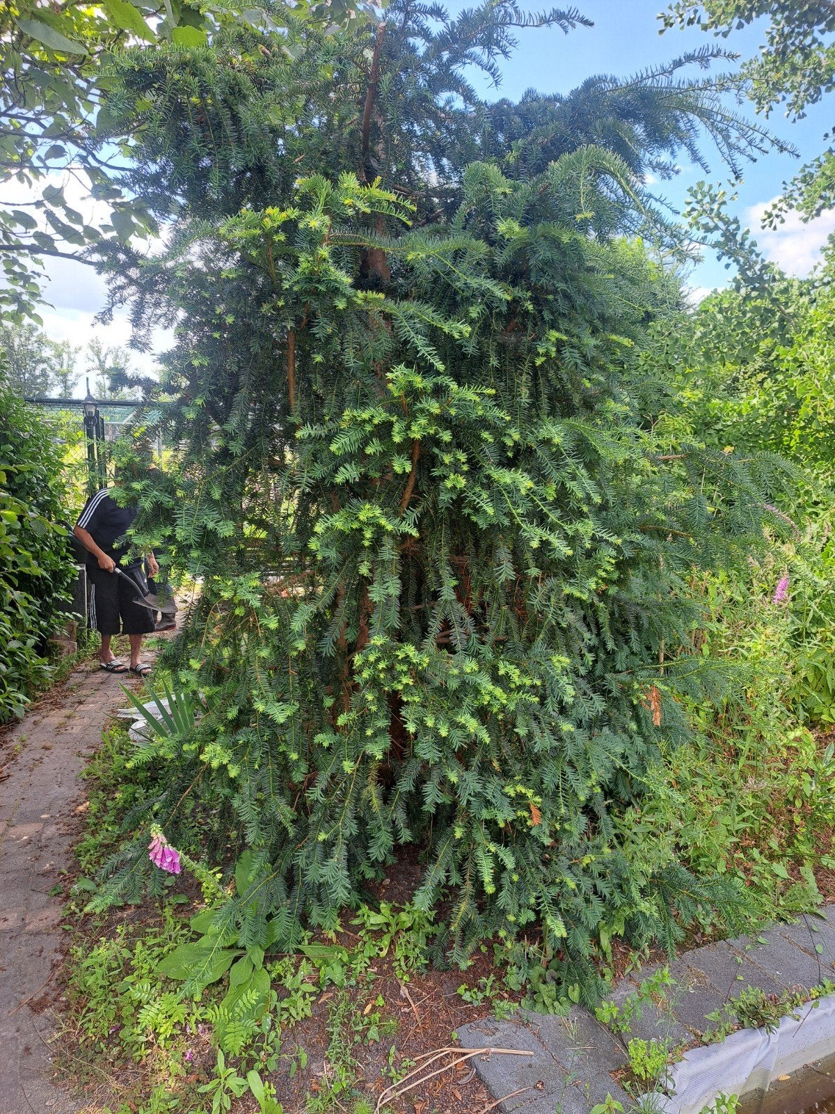Taxus dikke stam, Ophalen, Taxus
