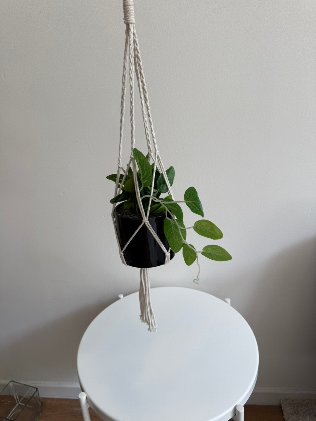 Hangplant, Ophalen of Verzenden, Halfschaduw, Minder dan 100 cm