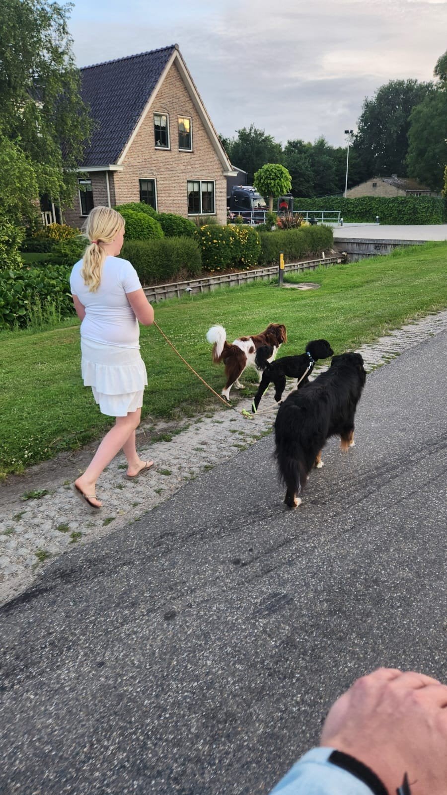 hondenuitlaatservice venhuizen-Hem, Ophalen, Gebruikt, Halsband