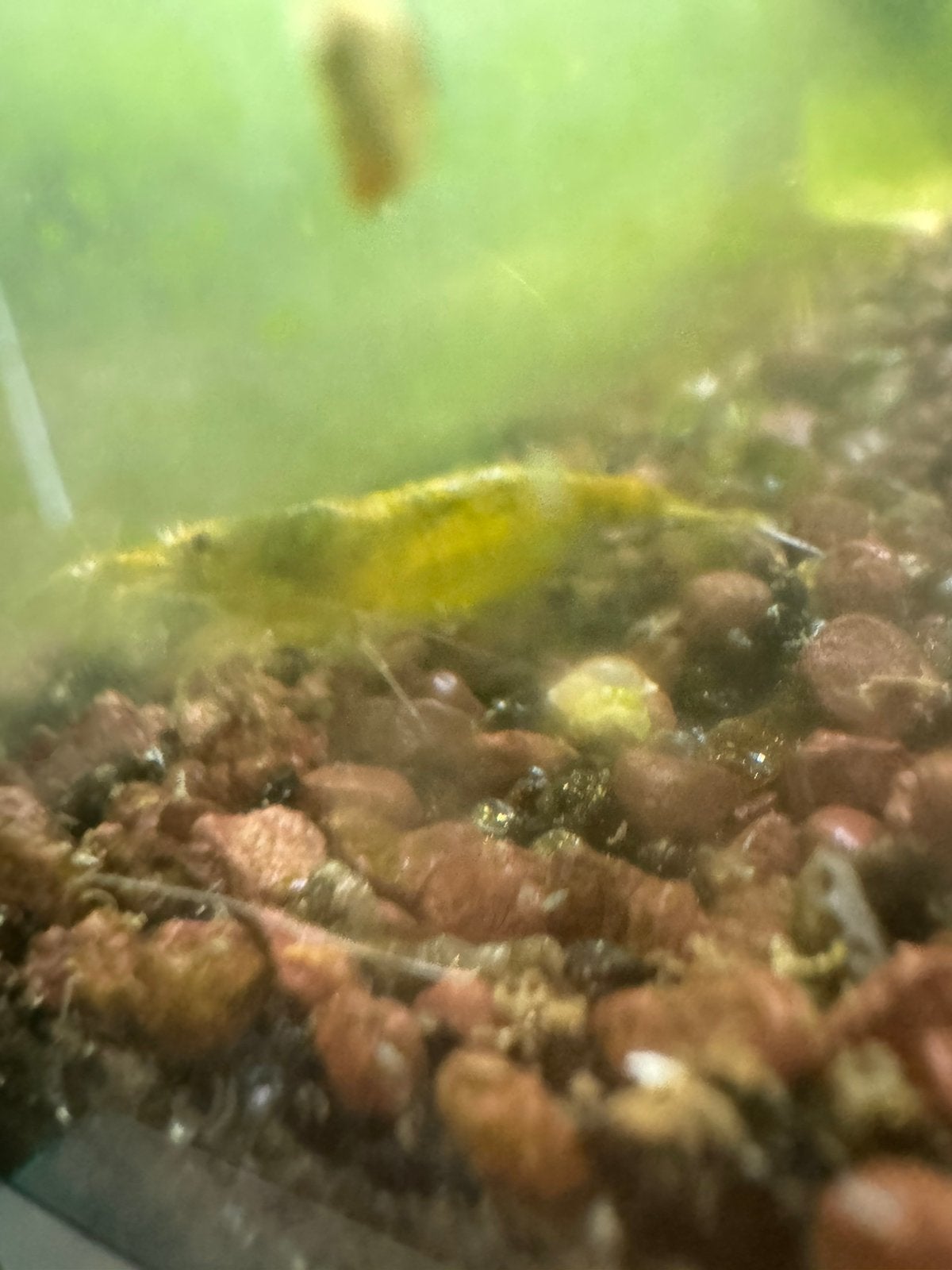 2volwassen greenjade yellow back garnalen, Kreeft, Krab of Garnaal, Zoetwatervis