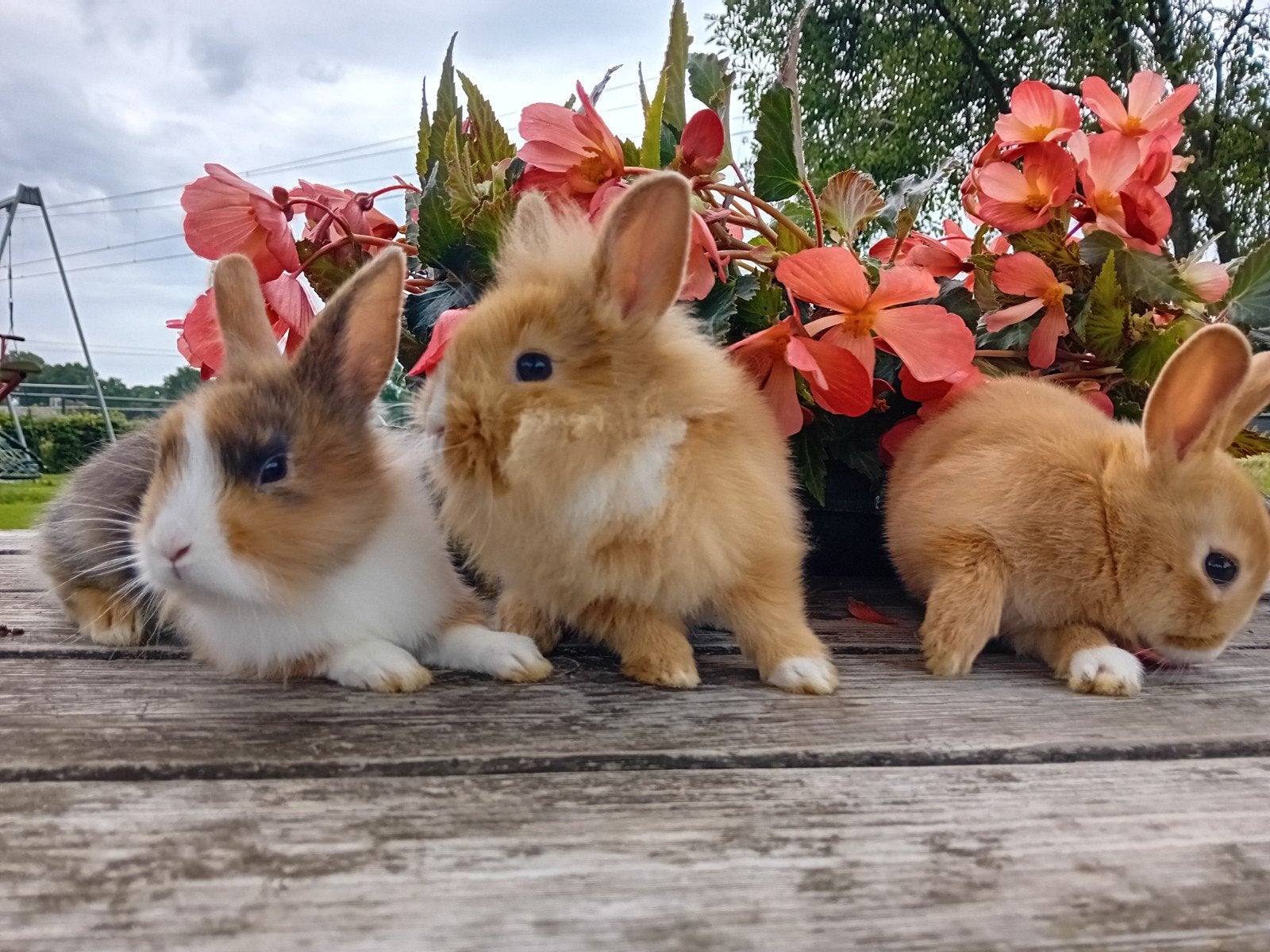 Jonge voskonijntjes te koop, Dieren en Toebehoren, Konijnen, Meerdere dieren, Dwerg