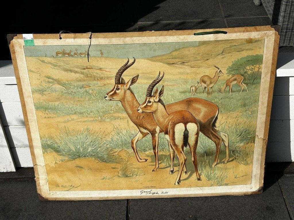 Gems, Antiek en Kunst, Antiek | Schoolplaten, Ophalen of Verzenden, Natuur en Biologie
