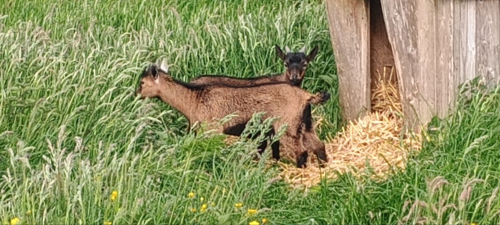 Dwergbokken, Dieren en Toebehoren, Schapen, Geiten en Varkens, Mannelijk, Geit, 0 tot 2 jaar