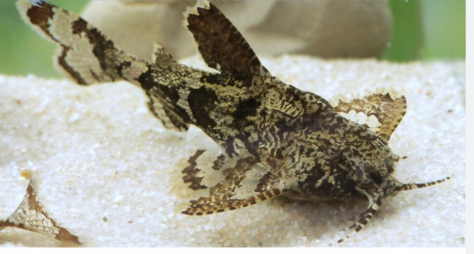 Hara jardonis, Dieren en Toebehoren, Vissen | Aquariumvissen, Vis