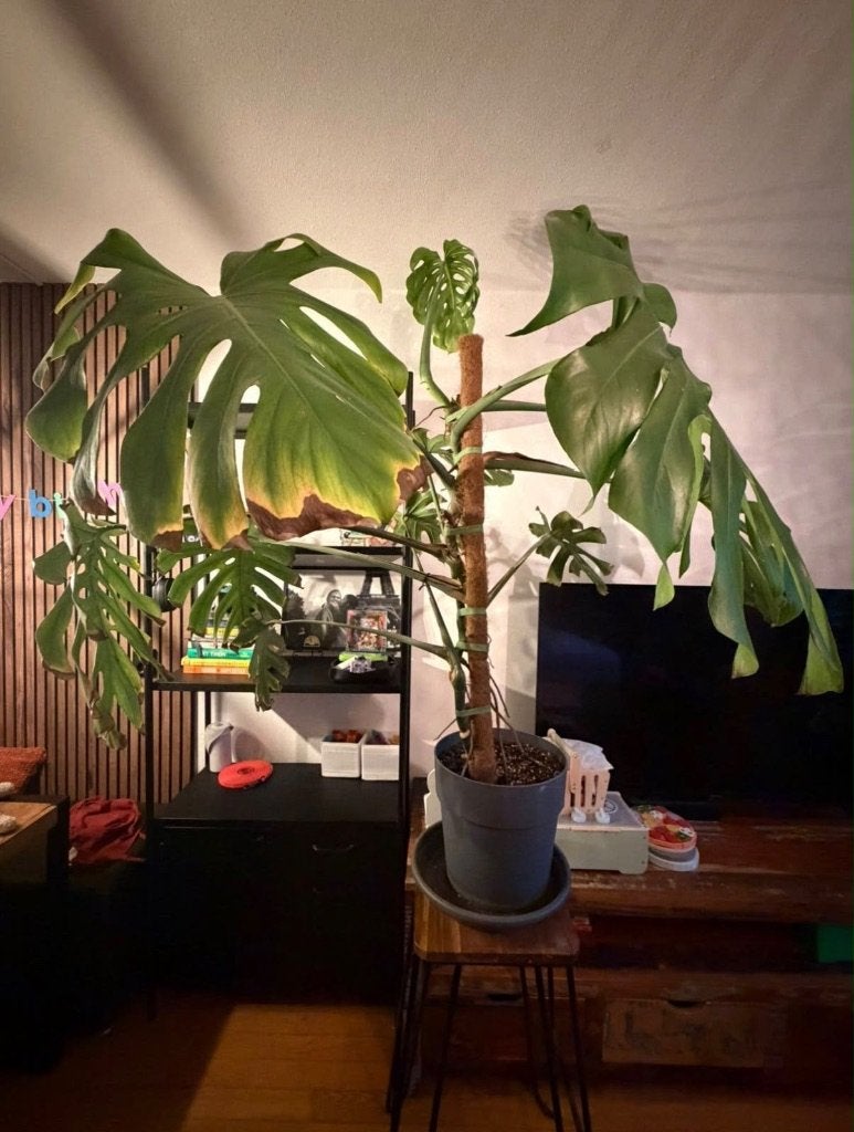 Monstera Plant, Huis en Inrichting, Ophalen, 100 tot 150 cm, Overige soorten, Halfschaduw