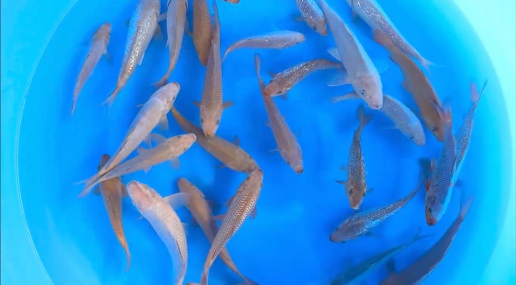 Marusei - Hirasawa Mix, Karper of Koi
