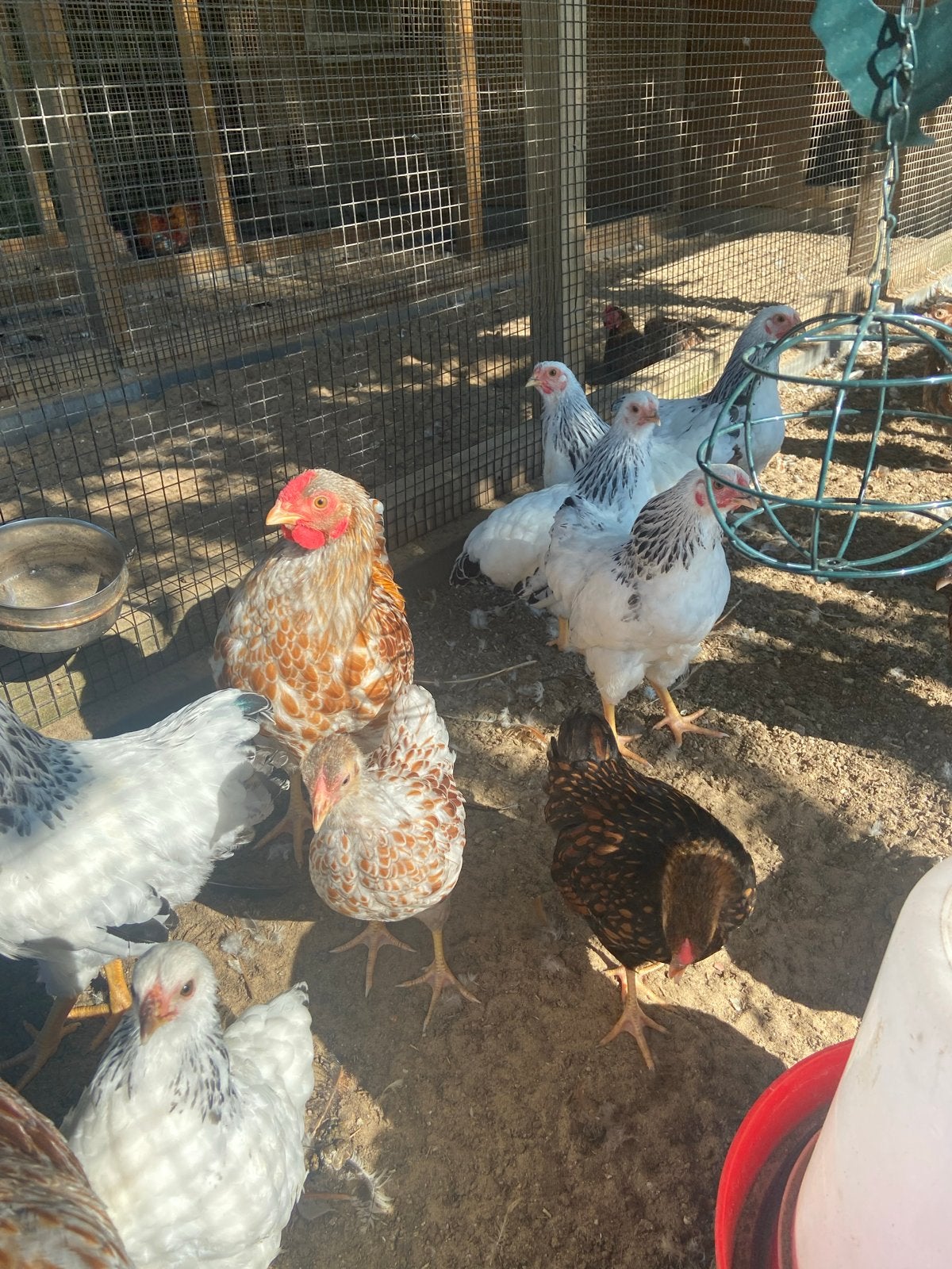 Haantjes, Dieren en Toebehoren, Pluimvee, Mannelijk, Kip