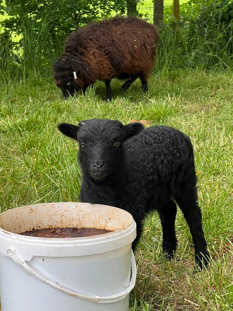 2 Ouessant ooien + ramlam, Dieren en Toebehoren, Vrouwelijk, Schaap