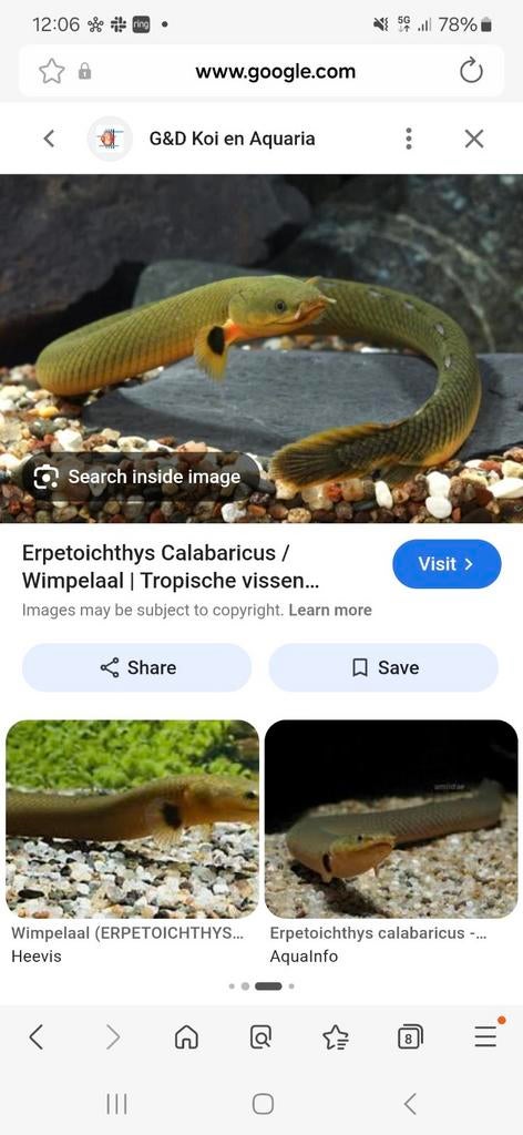 2 Wimpelaaltjes, Dieren en Toebehoren, Vissen | Aquariumvissen, Vis