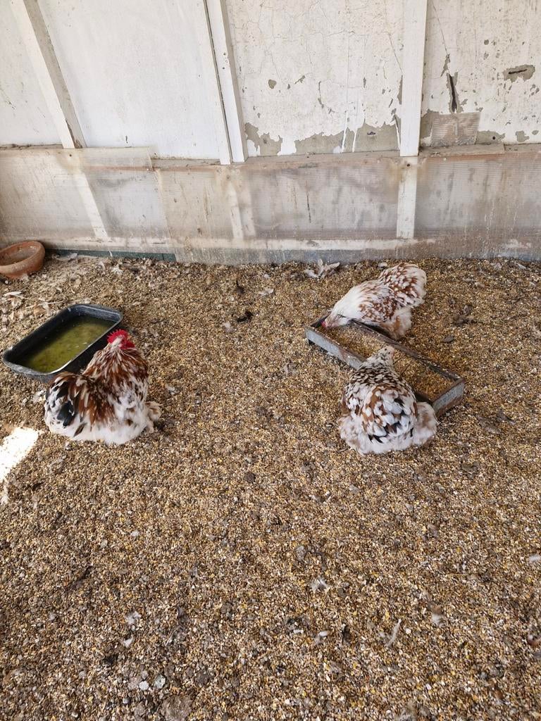 Cochin kippen, Dieren en Toebehoren, Meerdere dieren, Kip