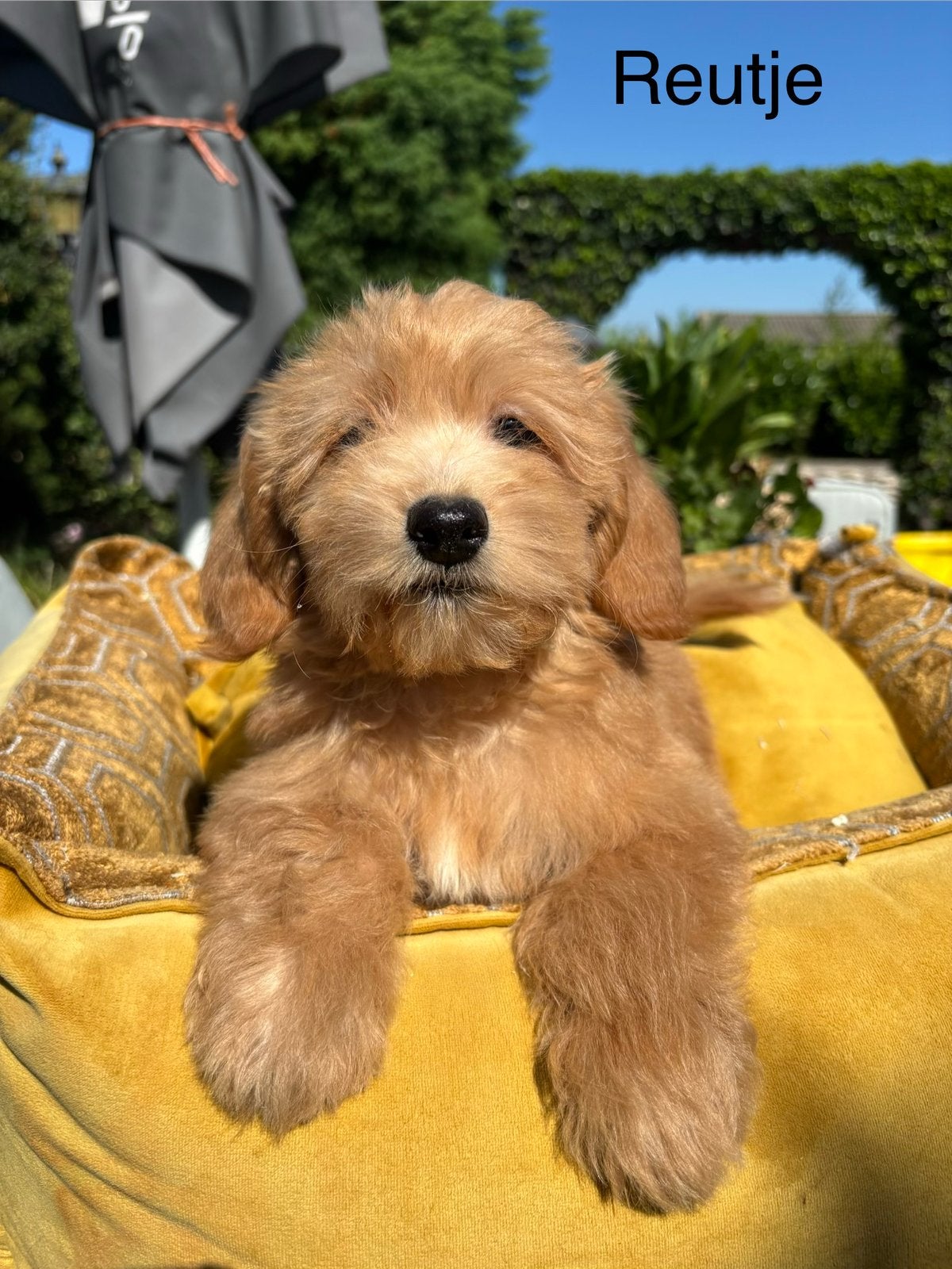 Boomer x Labradoodle mini, Dieren en Toebehoren, Nederland, Overige rassen, 8 tot 15 weken, Teef