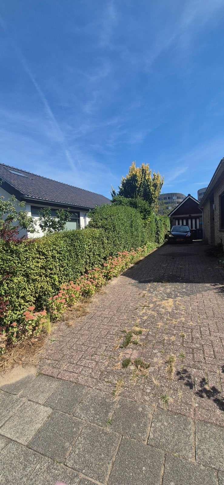 Gratis Ligusterheg - 20m lengte, diverse hoogtes, Ophalen, Haag, 100 tot 250 cm