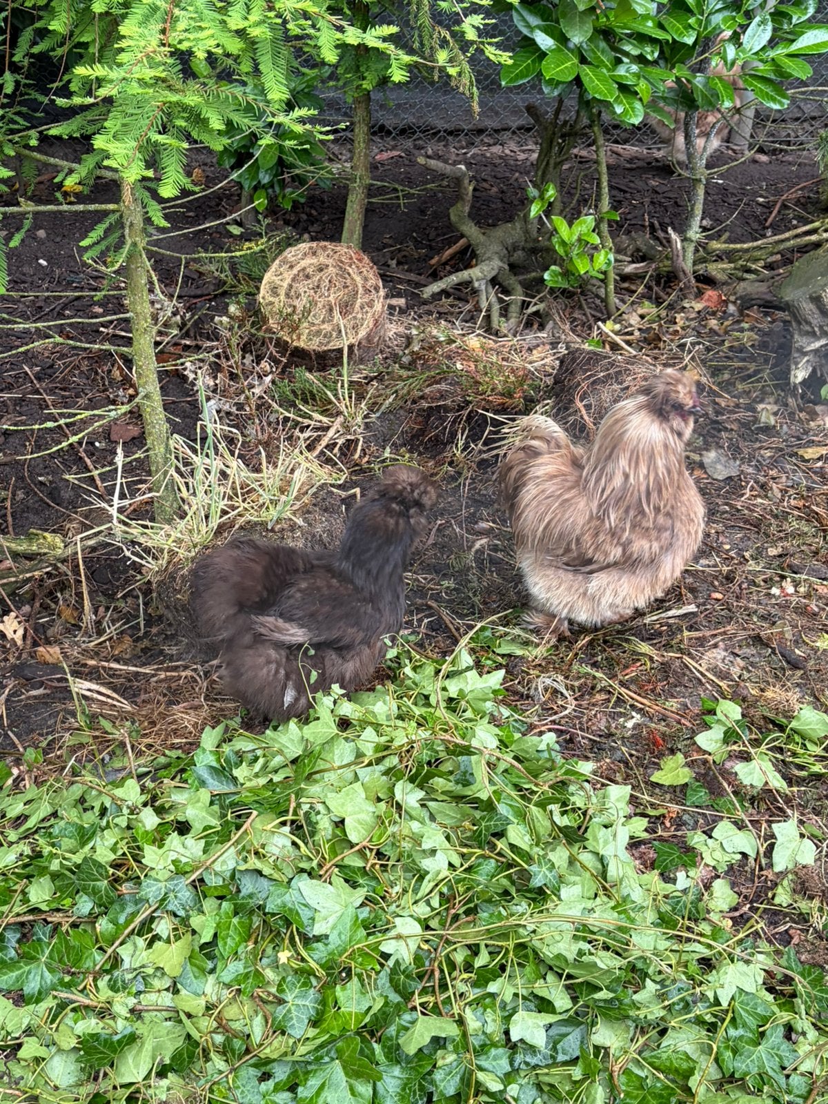 Zijdehoenders, Dieren en Toebehoren, Meerdere dieren, Kip