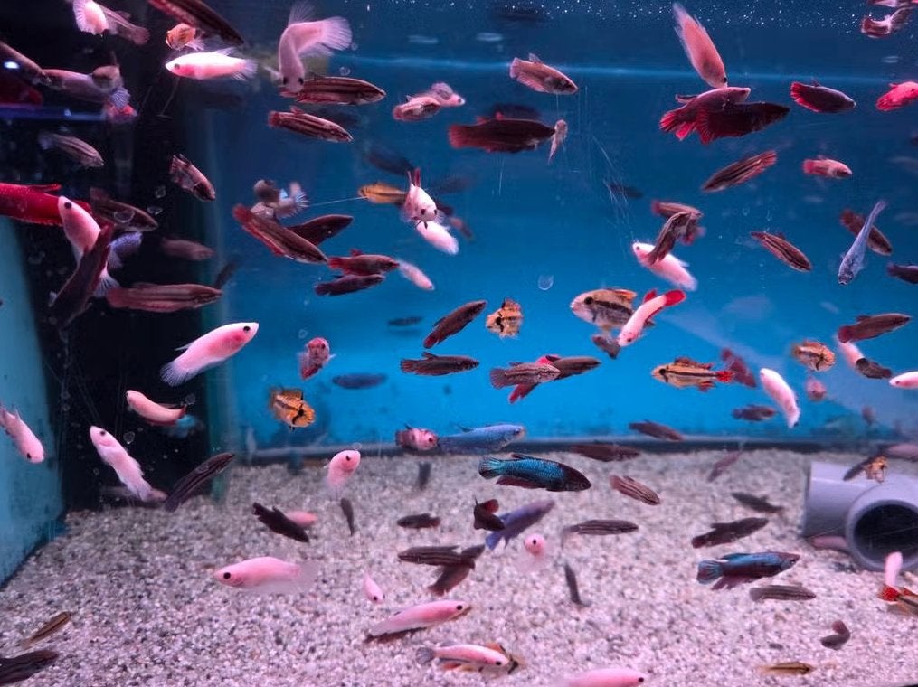 Betta Vrouw Mix – Siamese Kempvis Dames – Betta splendens, Vis, Zoetwatervis