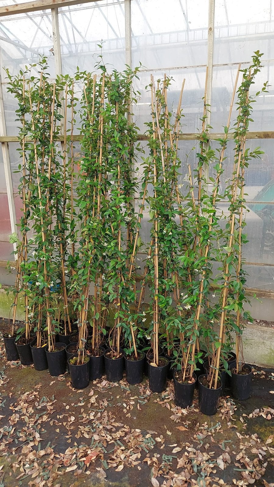 Gele toscaanse jasmijnen hoog 175/195 op 22/6 nog 40 st, Ophalen, Volle zon, Vaste plant, Klimplanten