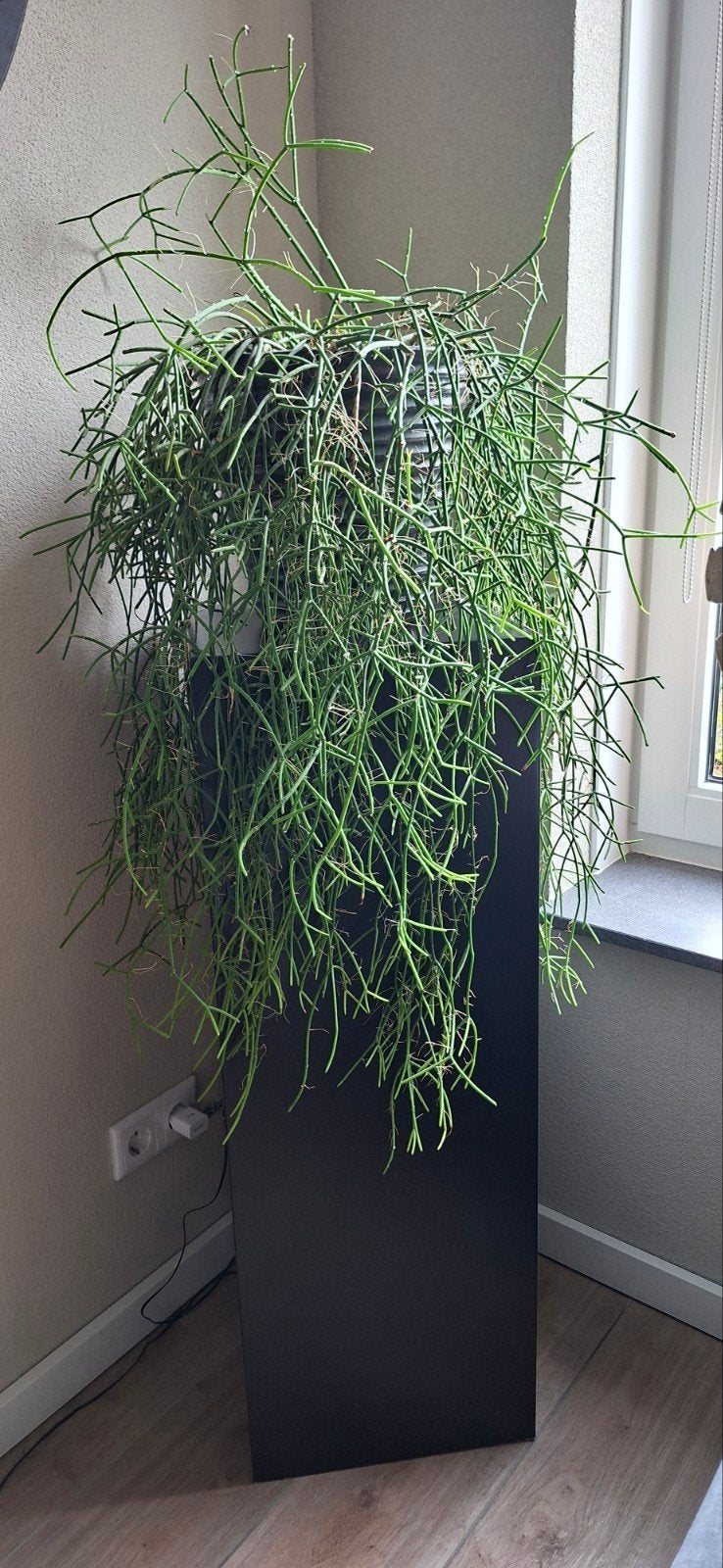 grote vetplant met overpot en zuil, Ophalen