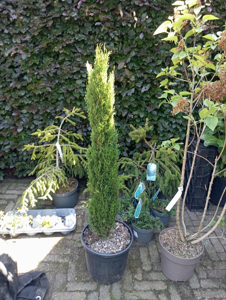 Cupressus sempervirens, Ophalen, Overige soorten, Volle zon