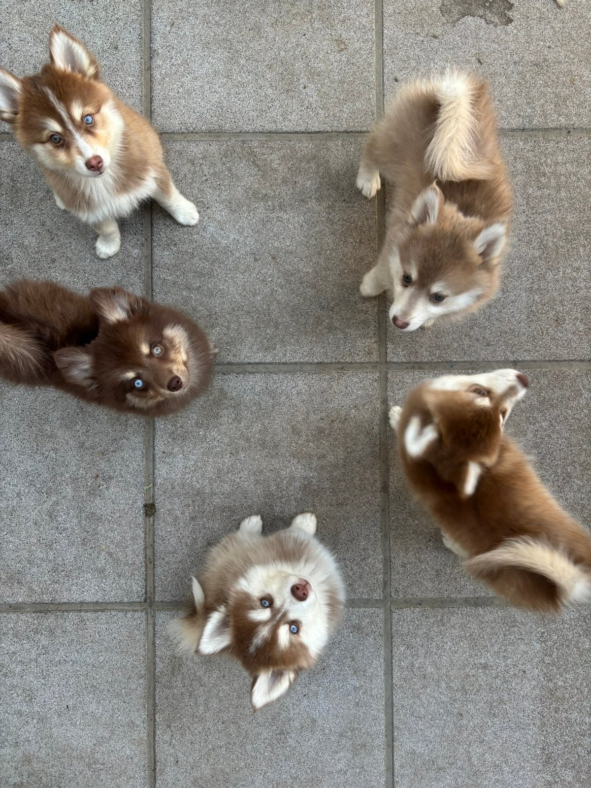Pomsky Puppies, Dieren en Toebehoren, België, Particulier, 8 tot 15 weken, Meerdere