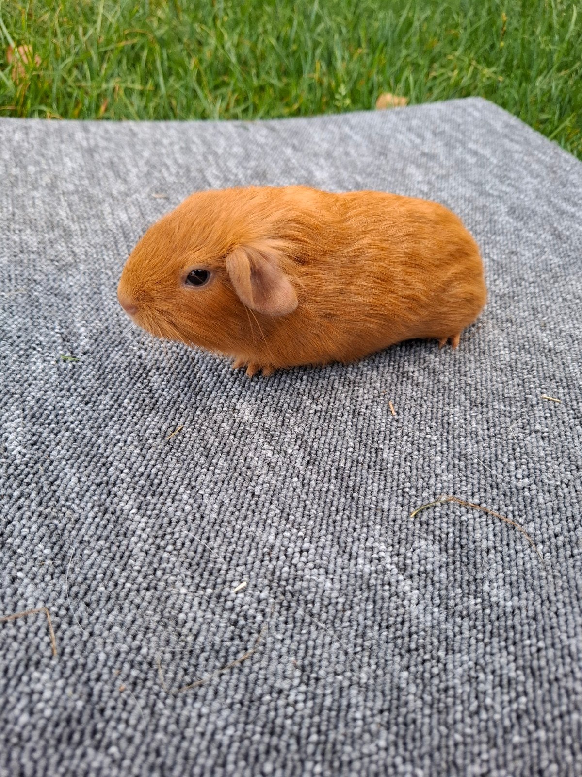 jonge buff beertje (kan direct verhuizen), Dieren en Toebehoren, Knaagdieren, Cavia, Mannelijk, Juli, Tam