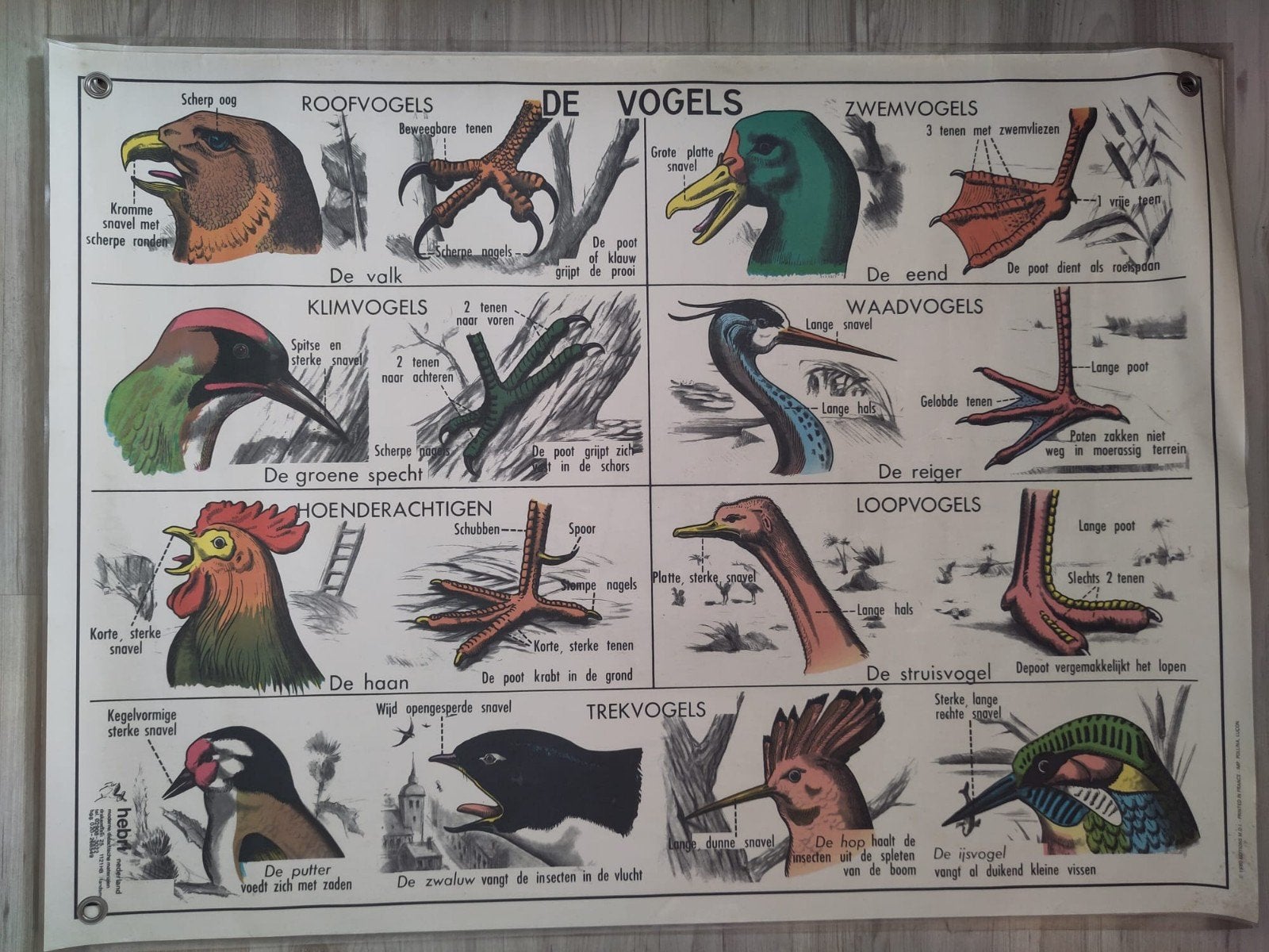 Vintage Hebri Dubbelzijdige Schoolplaten: Kat, Vogels etc., Ophalen of Verzenden, Natuur en Biologie