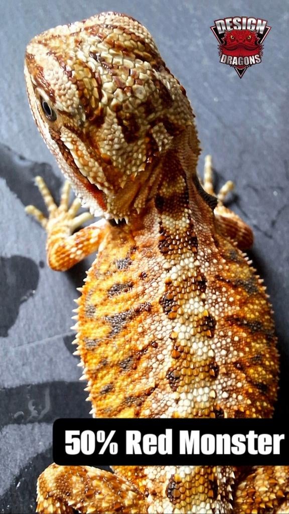50% Red Monster vrouwtje (nakweek) baardagaam Bearded Dragon - female for sale from Design Dragons