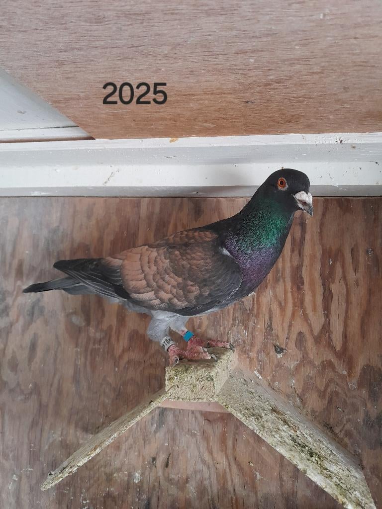 Duiven, Meerdere dieren, Overige soorten